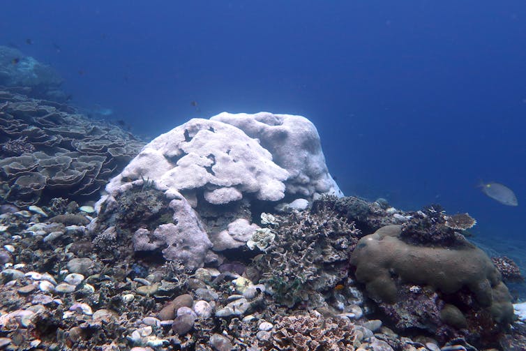 A boulder coral on a reef that has bleached white.