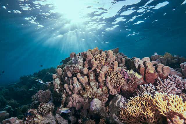A coral reef with sun filtering through the water above.
