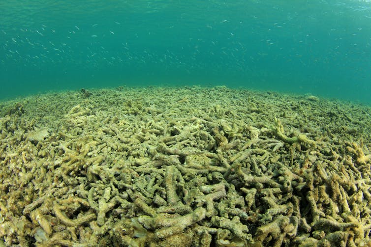 An underwater field of coral rubble smothered in algae.