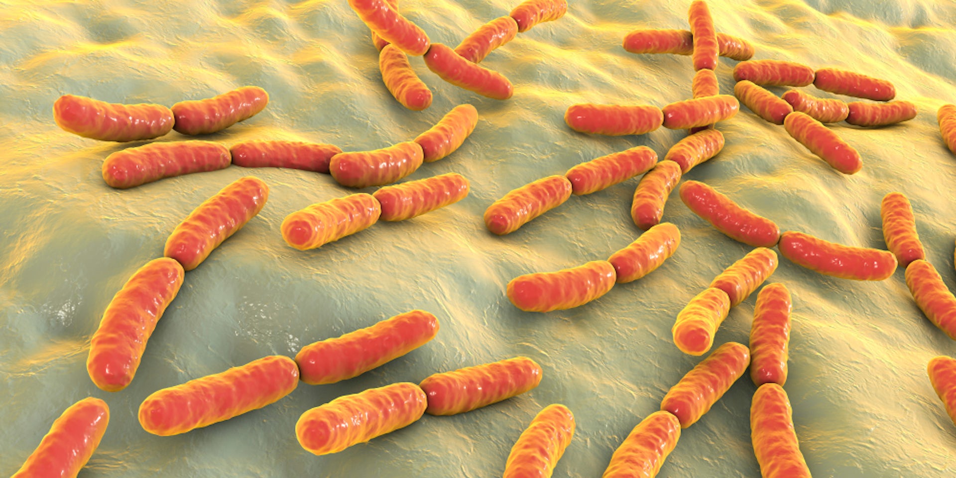 Gut Bacteria Could Help Protect Against COVID And Even Lead To A New   File 20220201 15 P472a4 