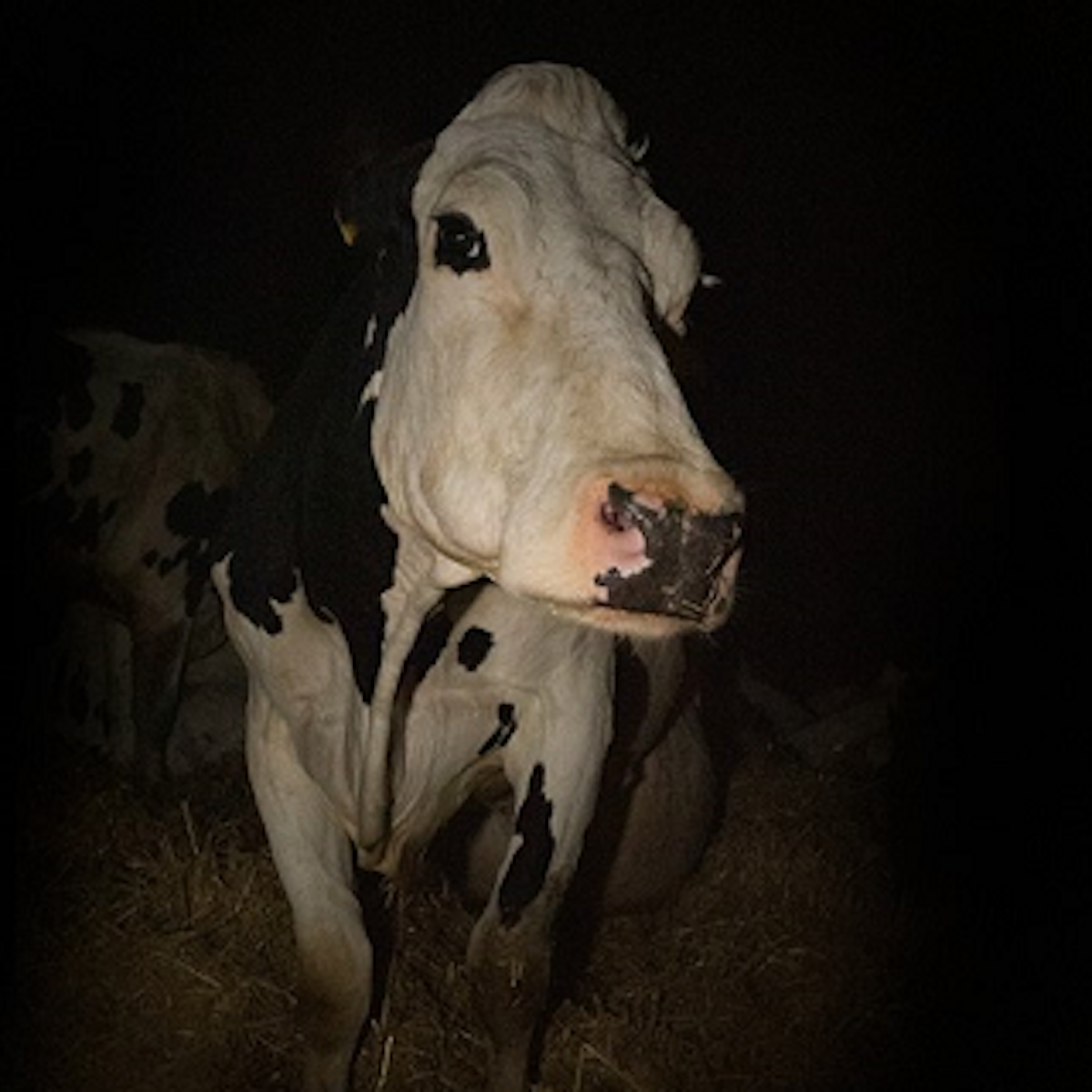 Cow documentary shows the need for fundamental legal rights for animals