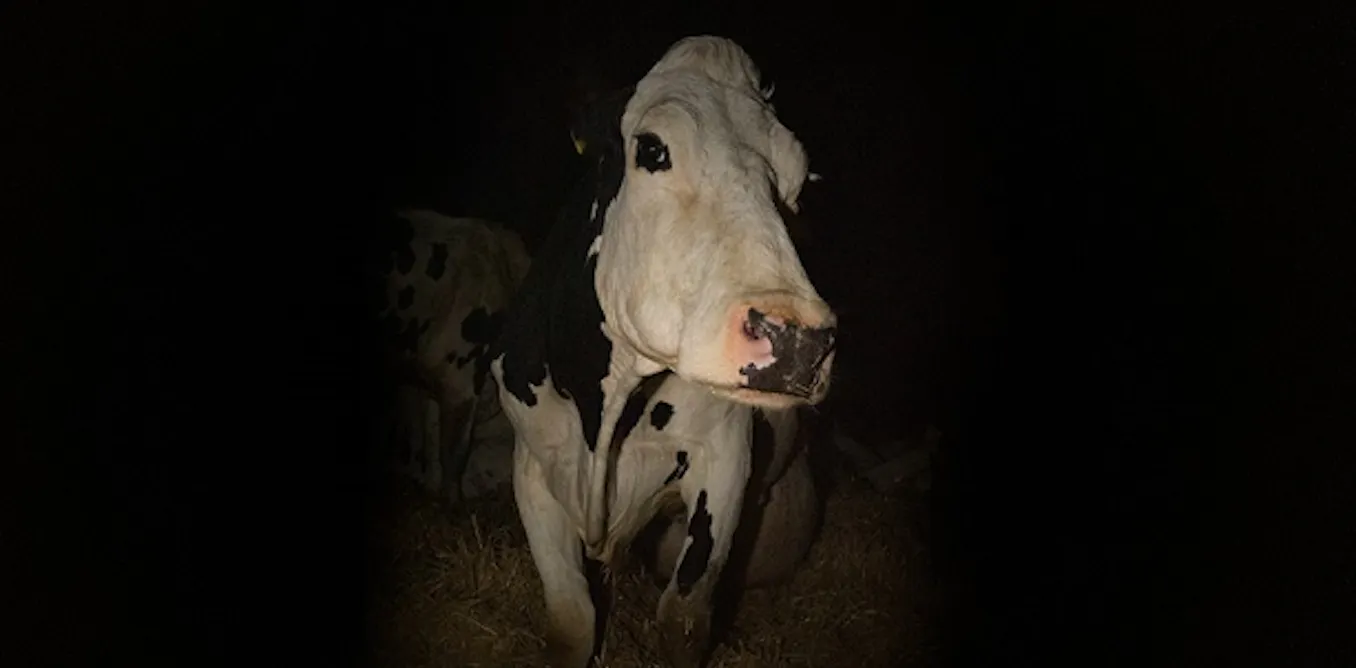 Cows Rights Cow documentary shows the need for fundamental legal rights for animals