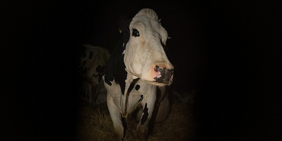 A still from Andrea Arnold's Cow: a black-and-white dairy cow stares out of the darkness.