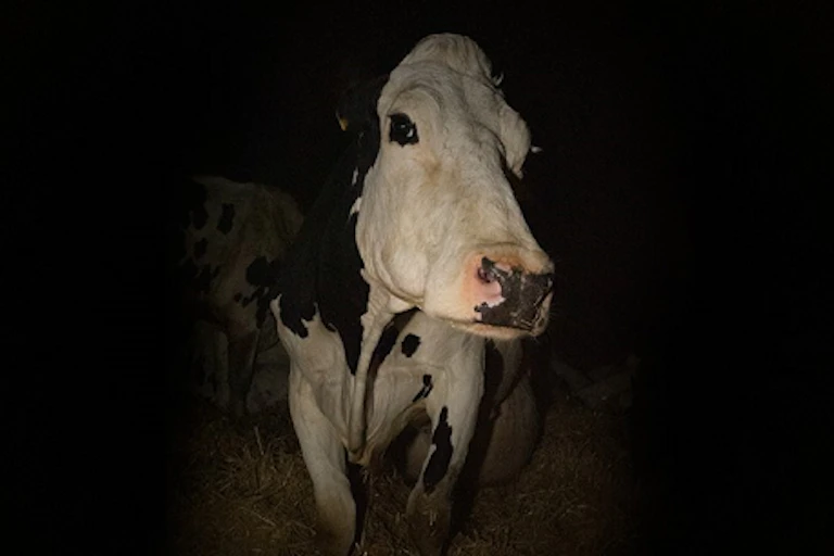 A still from Andrea Arnold's Cow: a black-and-white dairy cow stares out of the darkness.