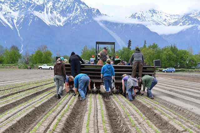 Farm workers plant lettuces with snowy mountains in the background