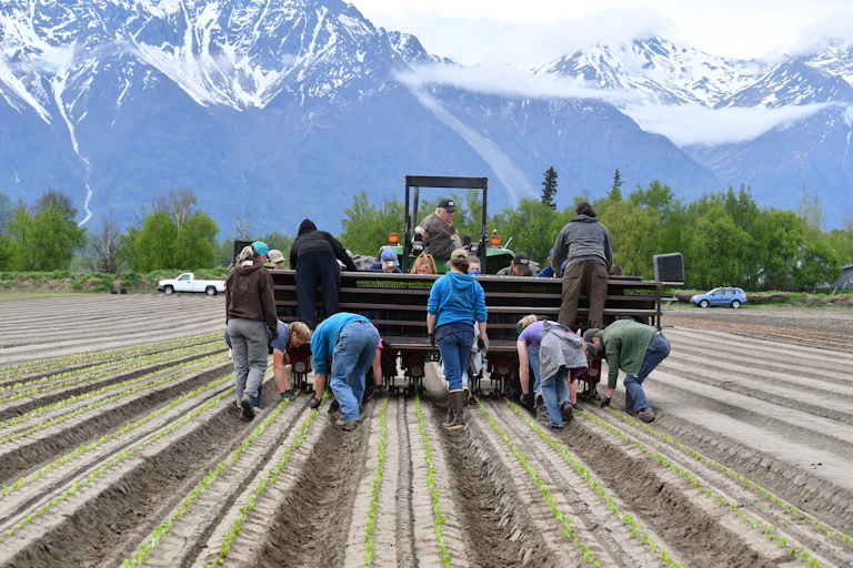 Farm workers plant lettuces with snowy mountains in the background