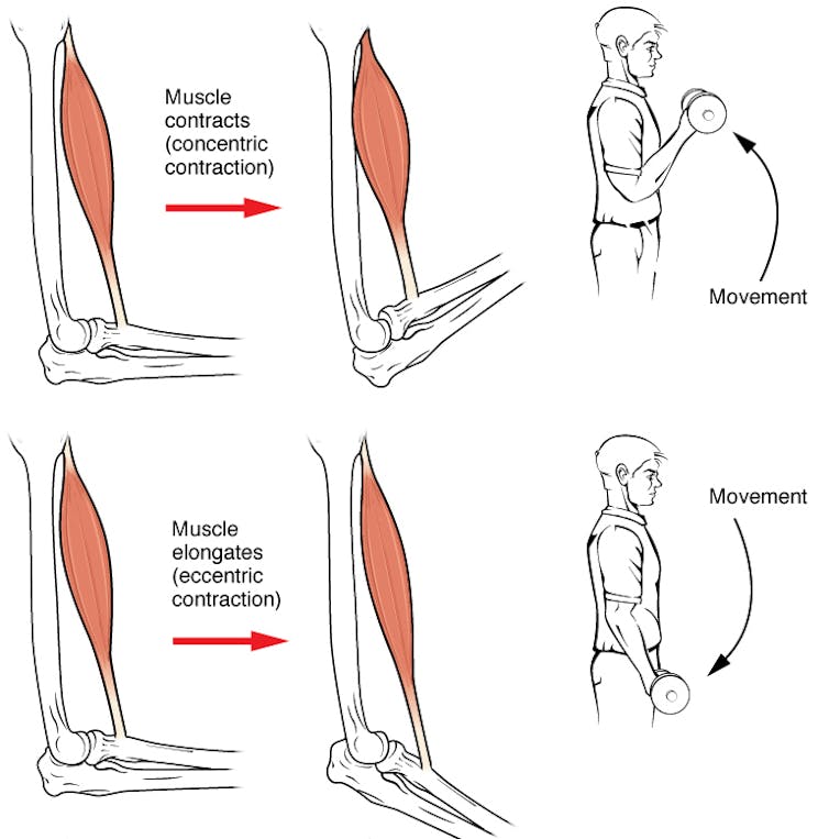 Diagramma che mostra come la contrazione muscolare può muovere un braccio.
