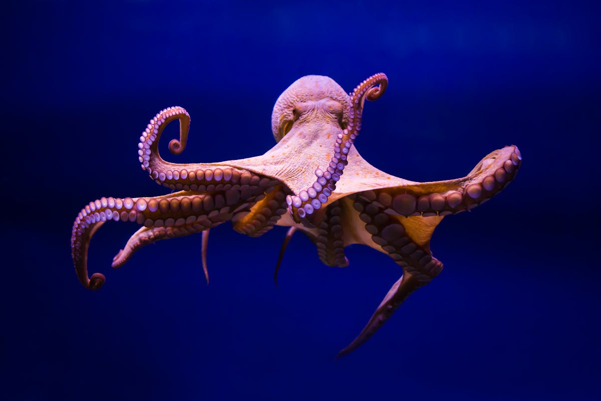 What does an octopus eat? For a creature with a brain in each arm ...