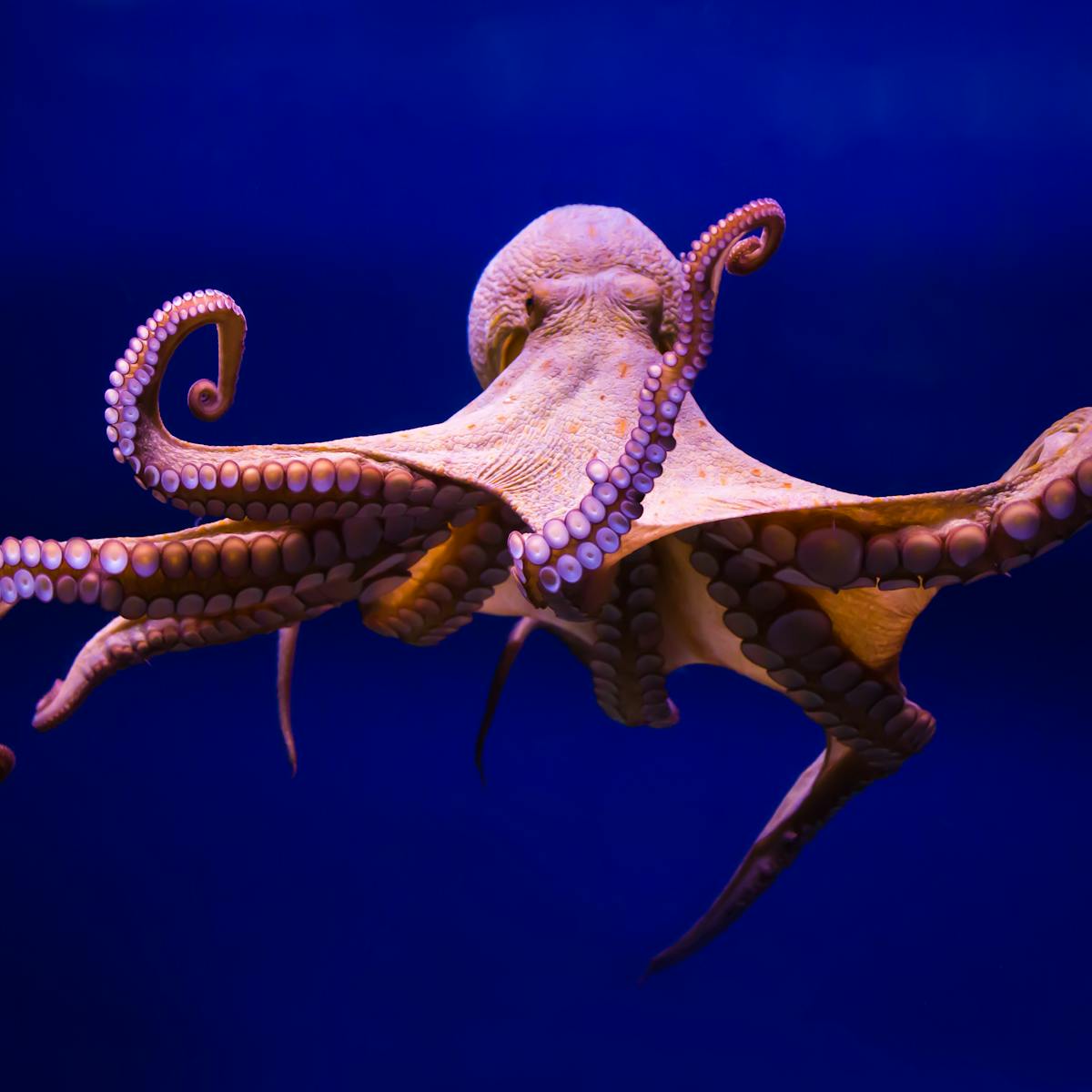 What does an octopus eat? For a creature with a brain in each arm ...