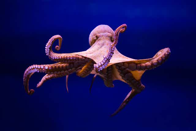 An octopus swimming in the sea.