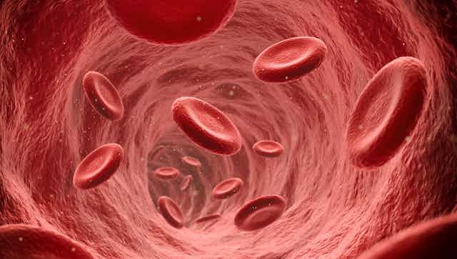 An up-close view of red blood cells flowing through a vein.