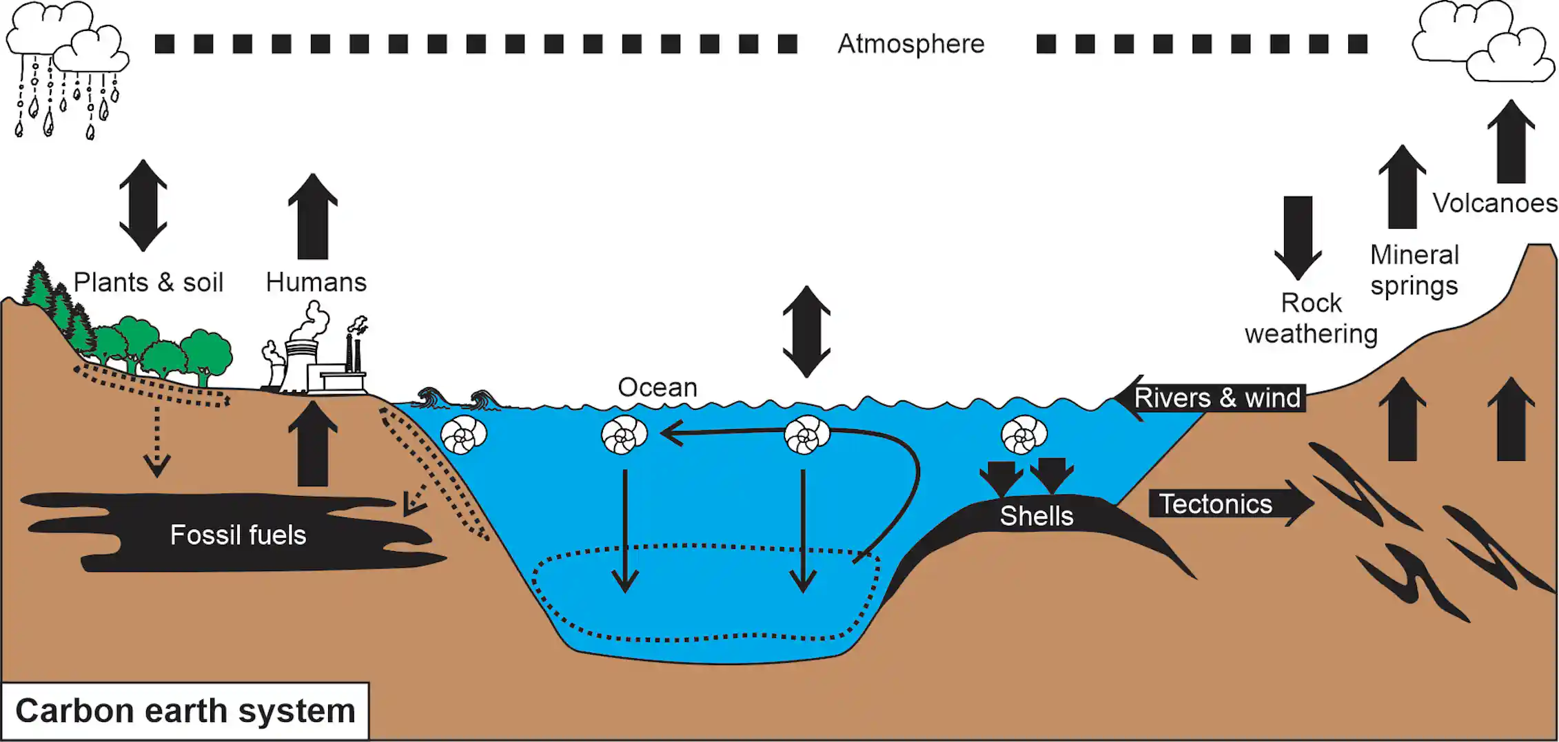Oceans are better at storing carbon than trees. In a warmer future