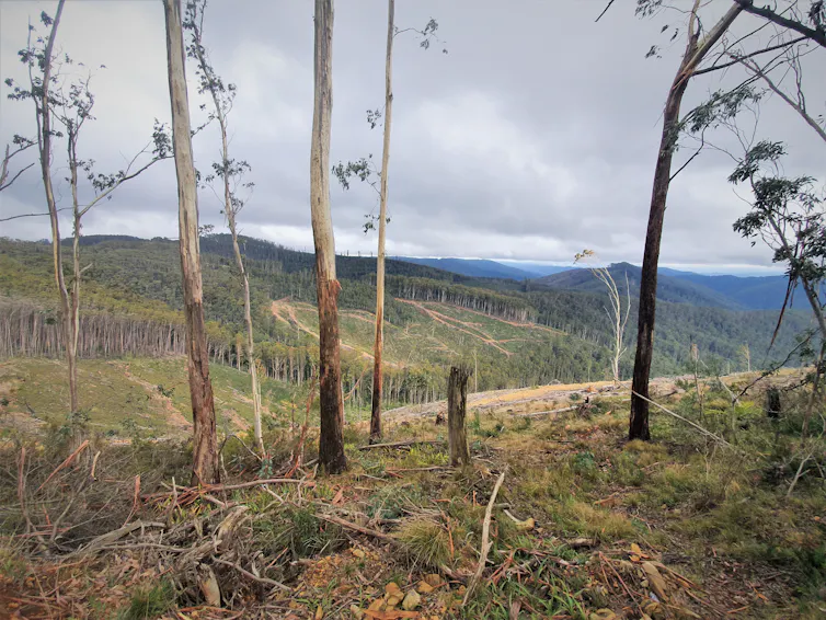 remains of a logged forest