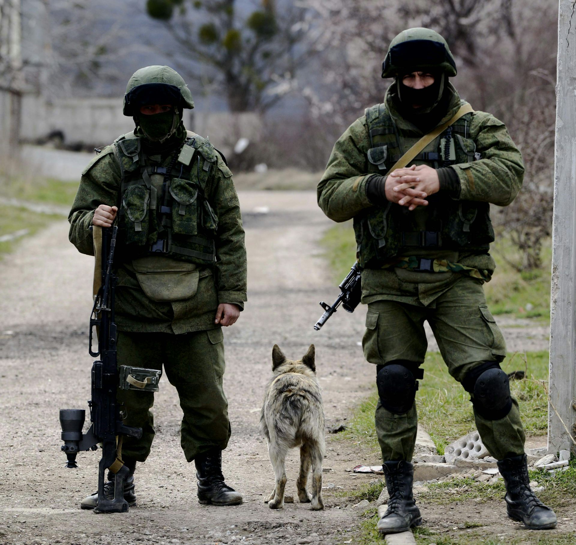 Dogs of war Ukraines furry companions caught in the crossfire   Reuterscom