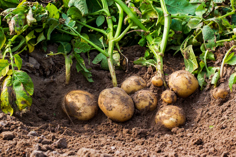 Several small potatoes, still attached to their leaves and newly pulled from the dirt