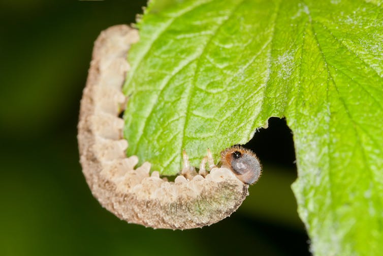 Caterpillar eating leaf