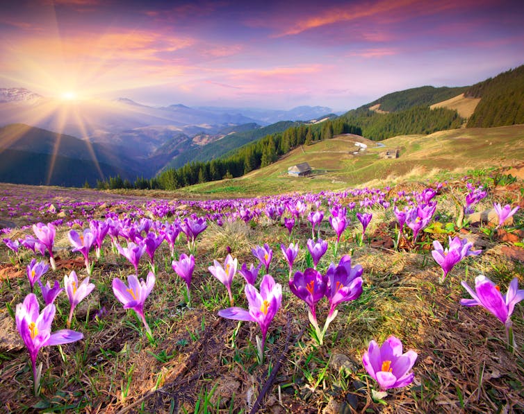 Meadow of purple crocus