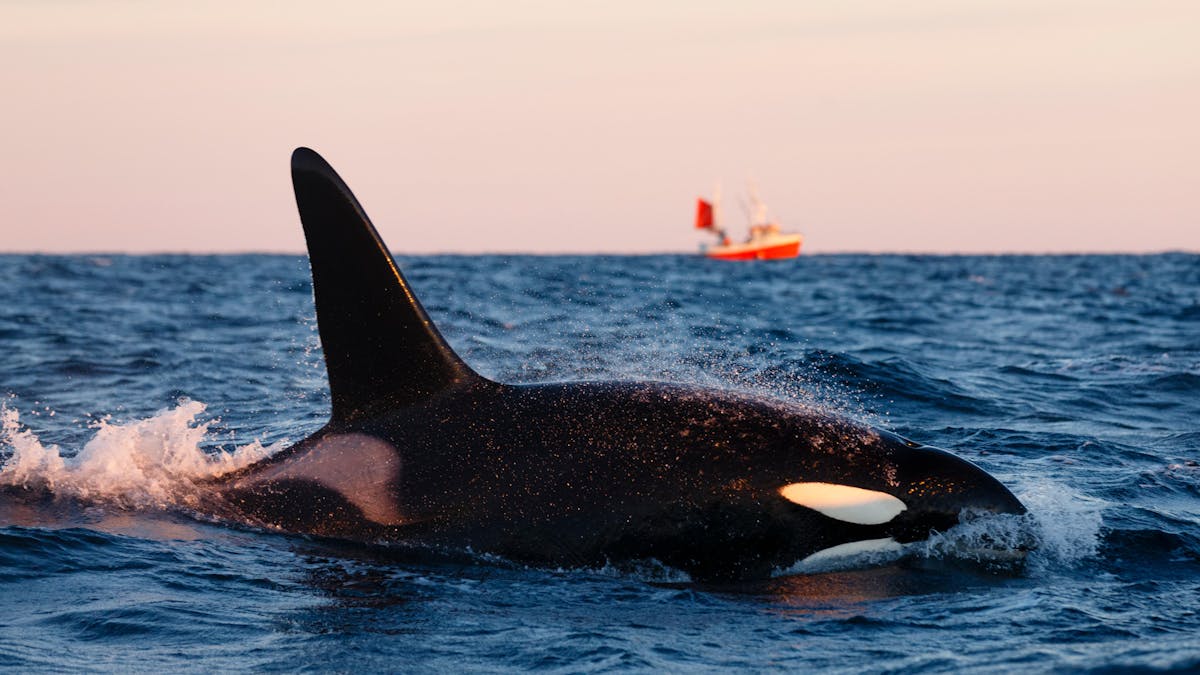 Killer whales taking food from fishing lines reveal something intriguing  about human evolution
