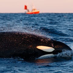 Sex whales in Dakar