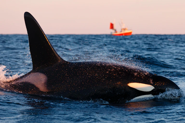 A killer whale swimming with a fishing boat in the distance.