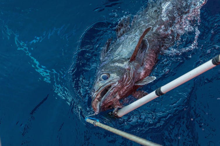 A large grey fish on the end of a fishing line with a pole near its face.