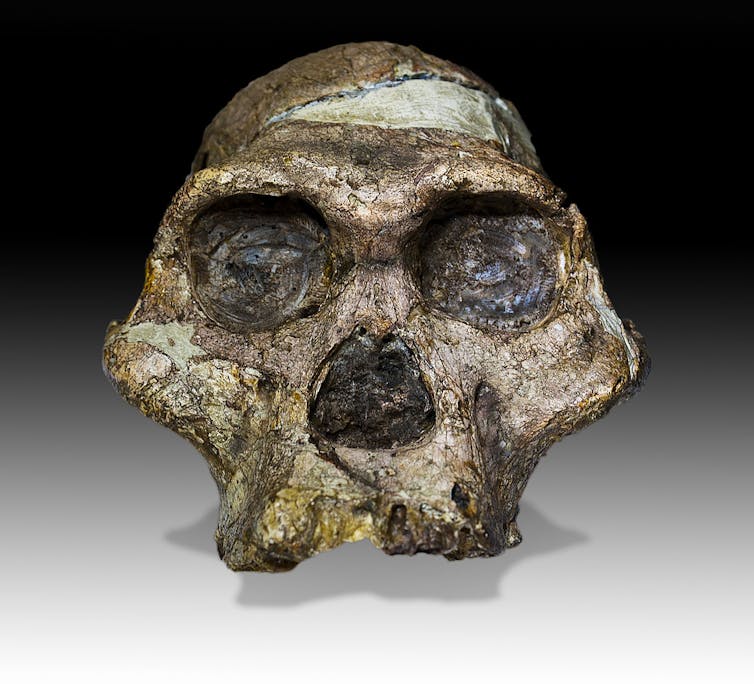 Crâne fossilisé d’un _A. africanus_