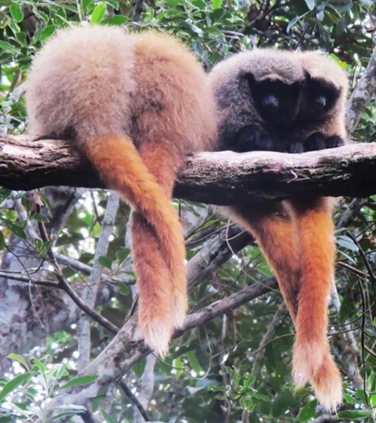 Deux groupes de deux singes collés l’un contre l’autre, leurs queues entremêlées