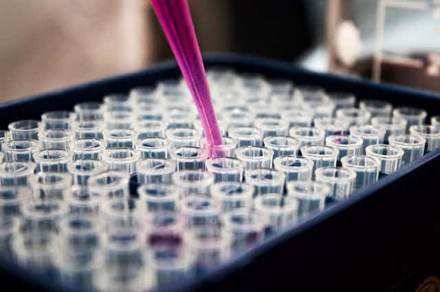 A pink fluid is poured into tiny vials.