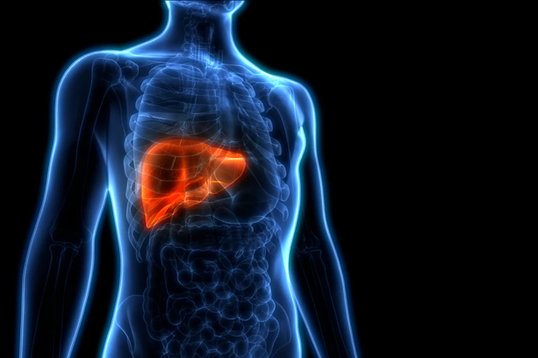 Anatomie du foie humain