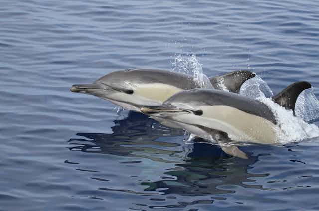 Delfin Común (Delphinus delphis)