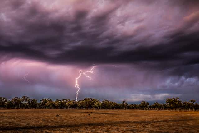 lightning strikes tree in queensland