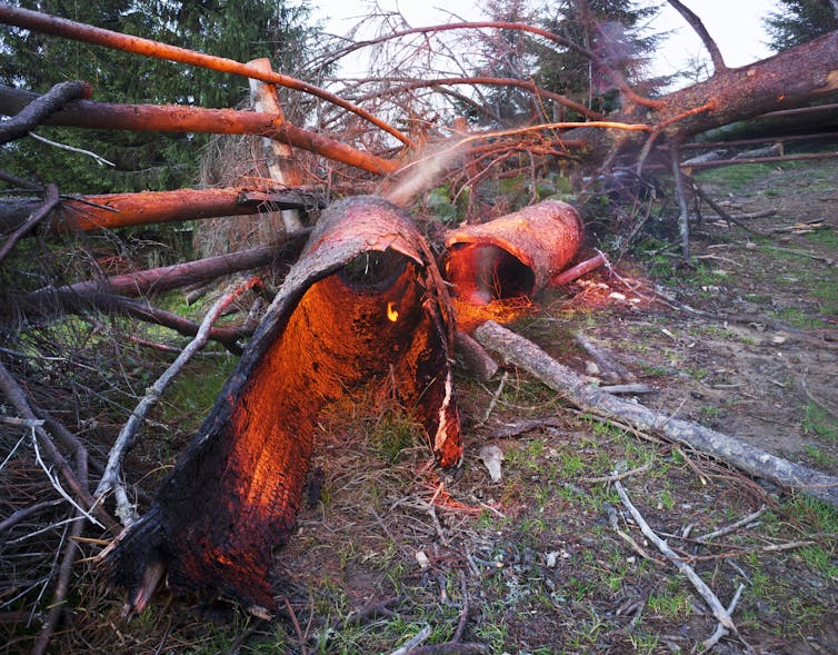 Tree in pieces after lightning strike