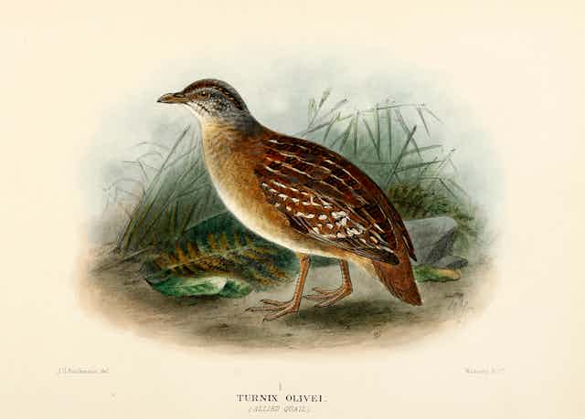An illustration of a brown bird with white spots on its wing