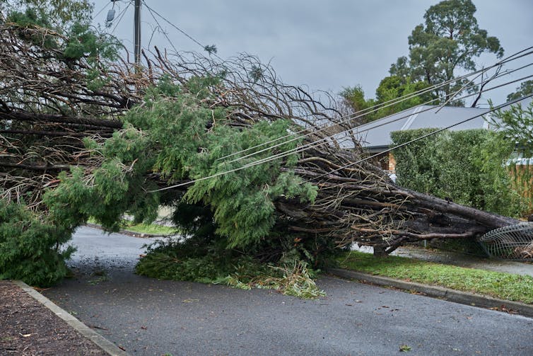 fallen tree in dandenong ranges