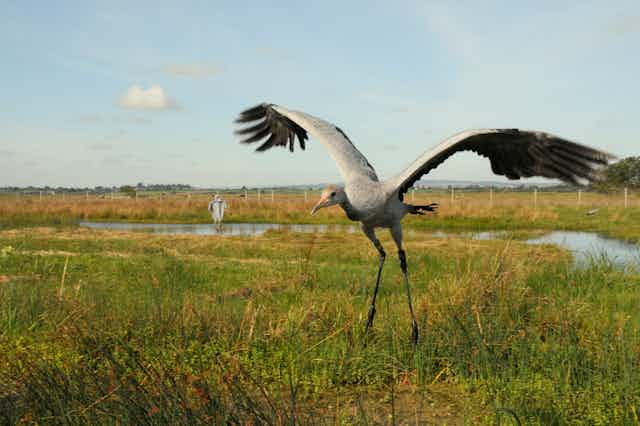 A large wading birds with long legs and grey feathers flapping its wings in a flooded field.