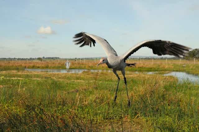 Cranes: why Britain's tallest bird just had its best breeding ...