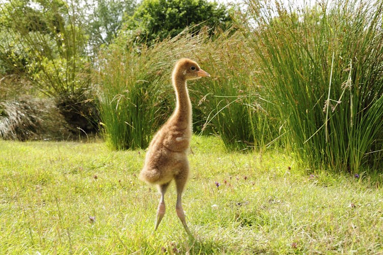 A slender, brown chick with long legs and yellow beak amid tall grass.