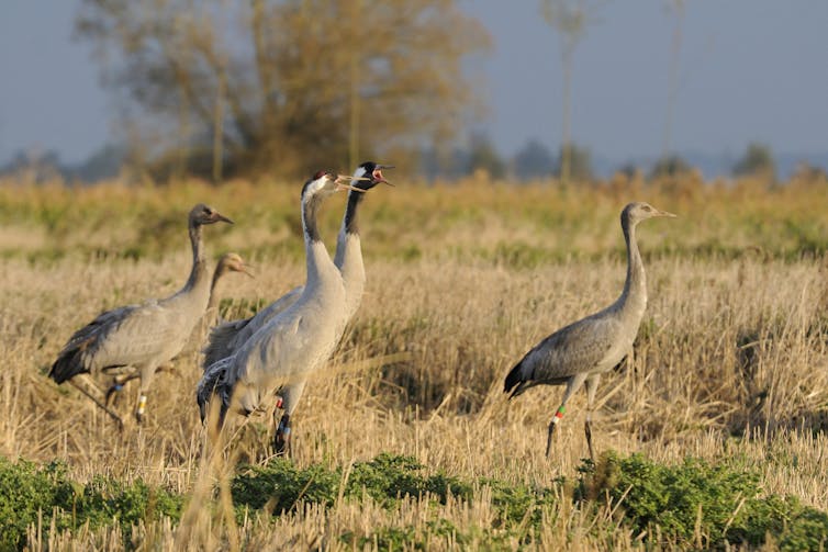 Two adult cranes with three adolescents in the background in a yellow-coloured field.