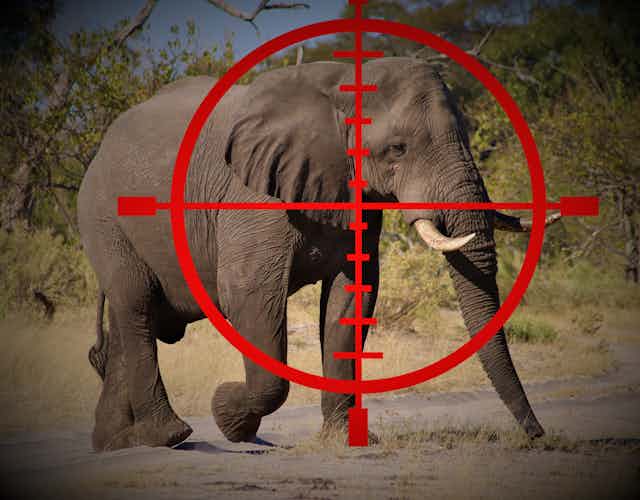 Red cross hair gun target superimposed over a bull African elephant