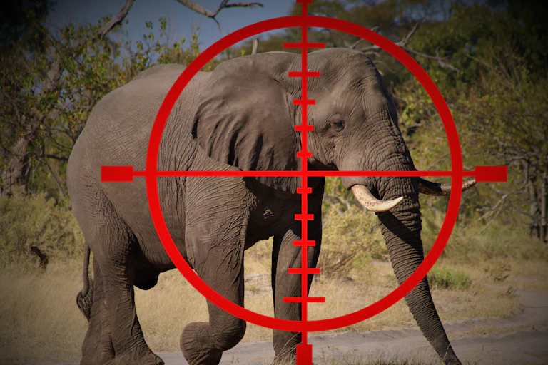 Red cross hair gun target superimposed over a bull African elephant
