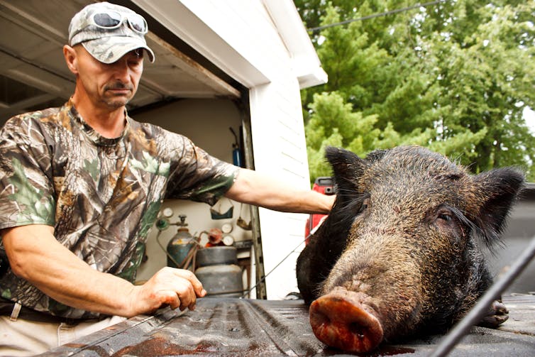 Hunter closing eyes while standing next to killed boar