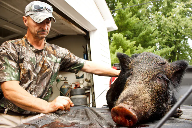 Hunter closing eyes while standing next to killed boar