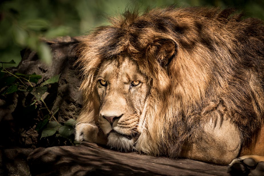 A close-up of a lion.