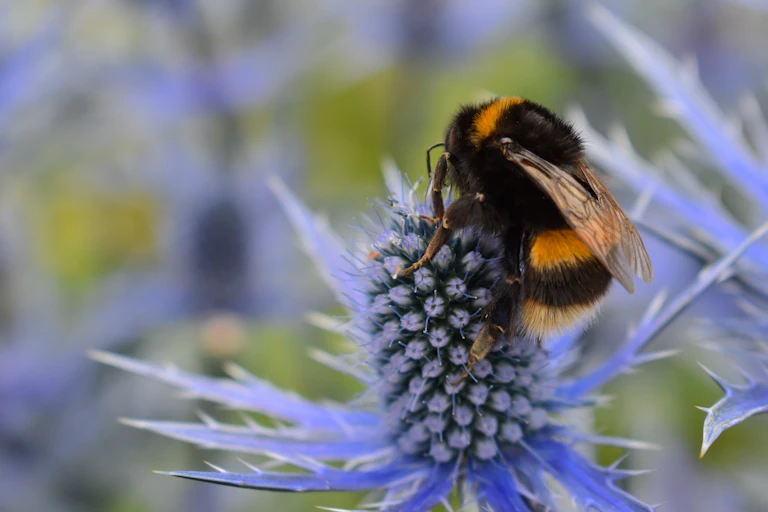 Bee on purple flower