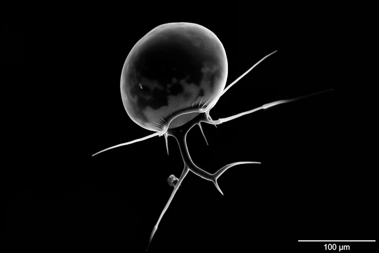 Animal transparent ressemblant à un dessin de bonhomme baton : une grosse tête ronde, trois appendices formant comme des bras, un appendice formant comme un tronc qui se divise en deux jambes, l'une tendue, l'autre pliée ; le tout évoque une silhouette de danseur de ballet en plein entrechat