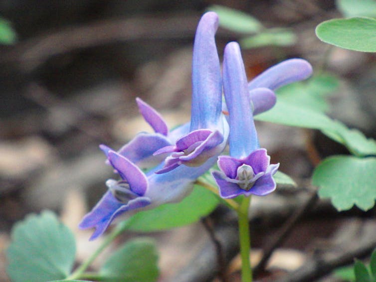 A purple-blue flower