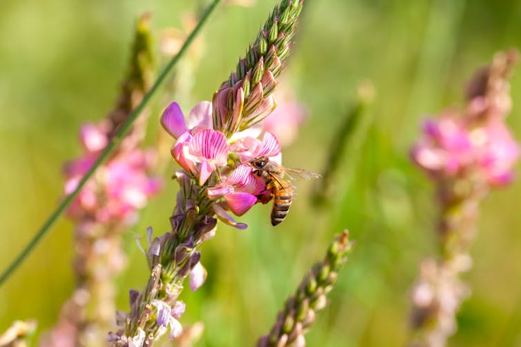 A bee on a pink flower
