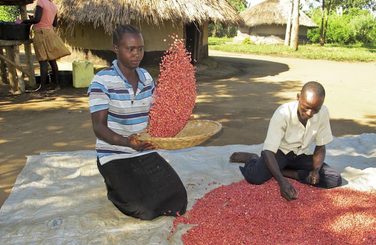 A man sorts through dried red beans spread on a blanket while a woman winnows more beans in a flat basket, with thatched huts visible in the background.