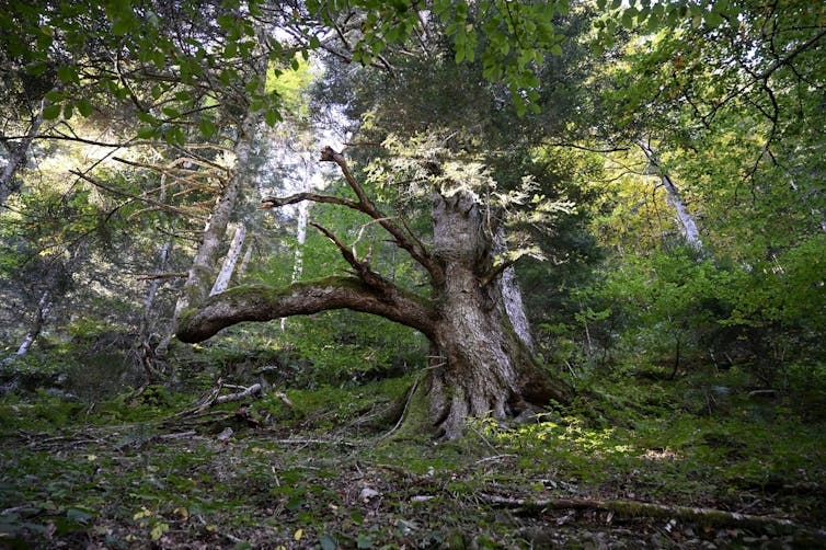 un très vieux pin dans la réserve biologique intégrale du Cirque de Campuls (Ariège)
