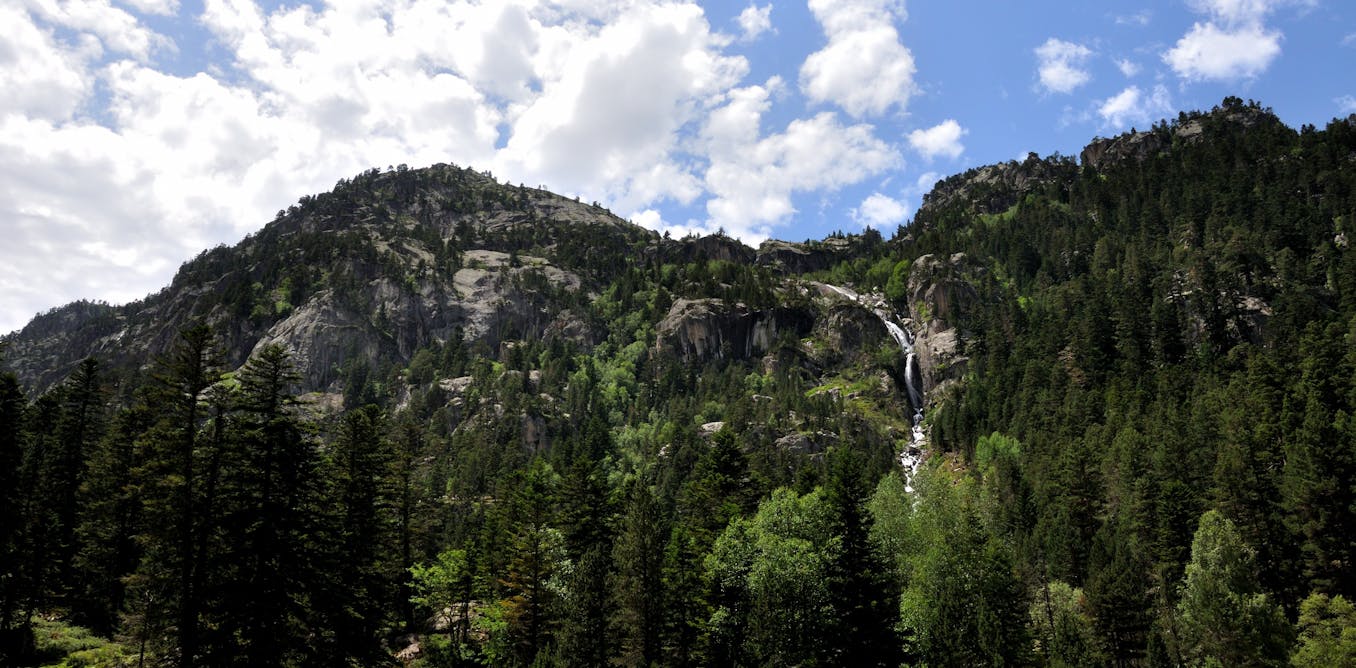 Changement climatique, biodiversité : le rôle essentiel des forêts de montagne